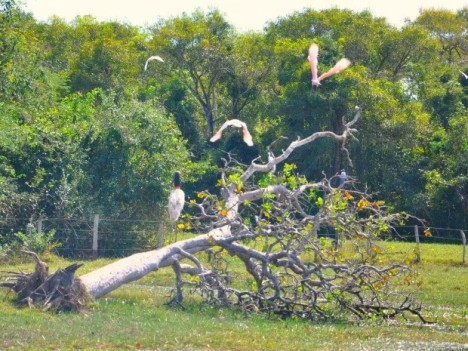 Tuiuiú (sobre o tronco), ave-símbolo do Pantanal mato-grossense, e colheireiros (Foto: Carolina Holland/G1)